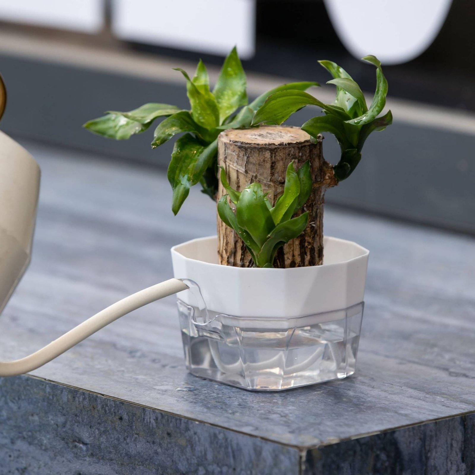 Vase hydroponique à deux nivea - Self Watering Planter avis et prix